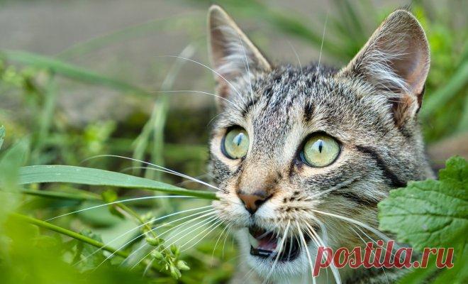 Колонка редактора: 10 вопросов, которые вы чаще всего задавали в этом сезоне (и ответы на них)  1. Как стать известным блоггером?
Отвечают те, кто уже им стал.
2. Как правильно готовить кофе?
Что делать, если кофе получился жидким?
3. Почему «ВКонтакте» не работает, и как туда можно пожаловаться?
4. Какой самый безумный поступок вы совершили в жизни?
5. Почему все считают, что я никогда не стану известным?
6. На какой фильм вы равняетесь в плане создания атмосферы?
7. Что лучше – сидеть в твит…