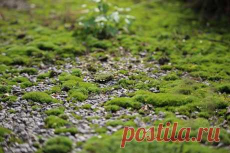 Как избавиться от мха на участке: простое средство для решения проблемы. Если мох растёт на грядках, то убрать его просто необходимо.