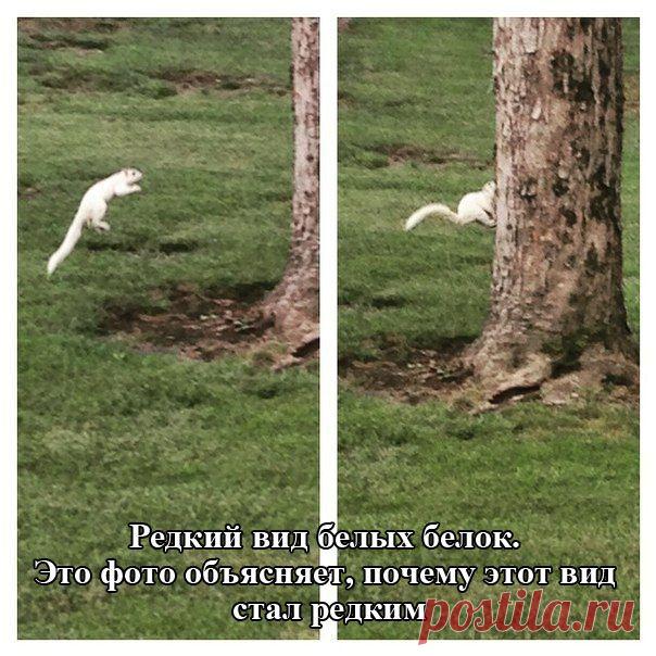 Редкий вид белок | Приколисты в картинках