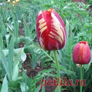 Переопыление?
Дневник Елена-надежда
