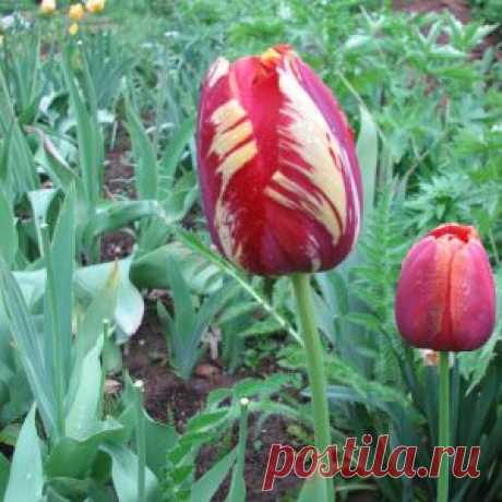 Переопыление?
Дневник Елена-надежда
