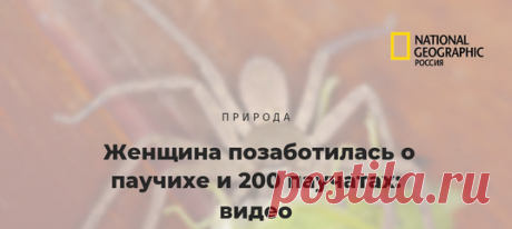 Пока во всем остальном мире сердобольные люди подбирают кошек и собак, в Австралии люди ухаживают за беременными паучихами и их детенышами. Ничего удивительного.