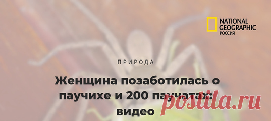 Пока во всем остальном мире сердобольные люди подбирают кошек и собак, в Австралии люди ухаживают за беременными паучихами и их детенышами. Ничего удивительного.