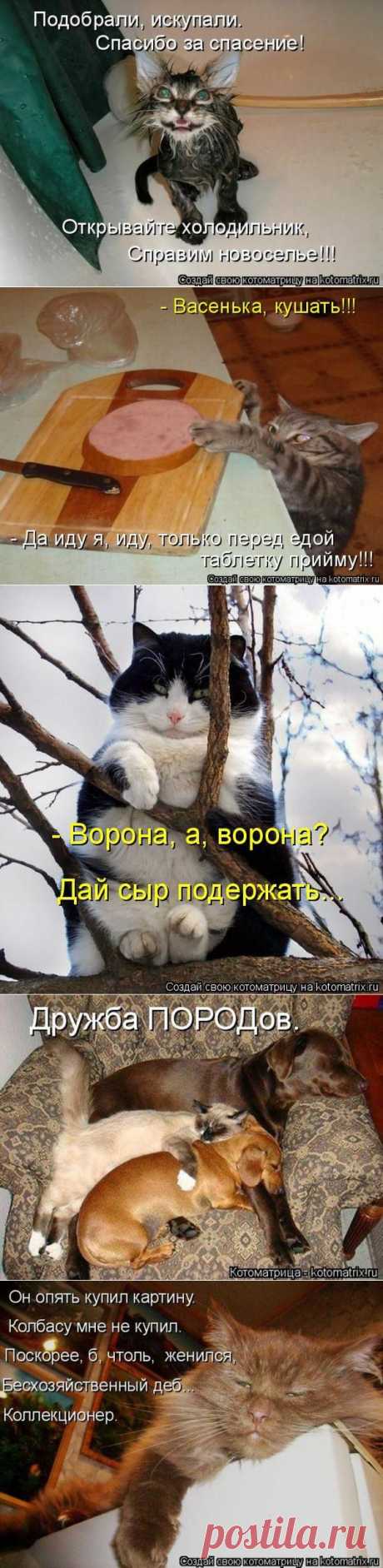 Лучшие котоматрицы недели | Удивительный мир