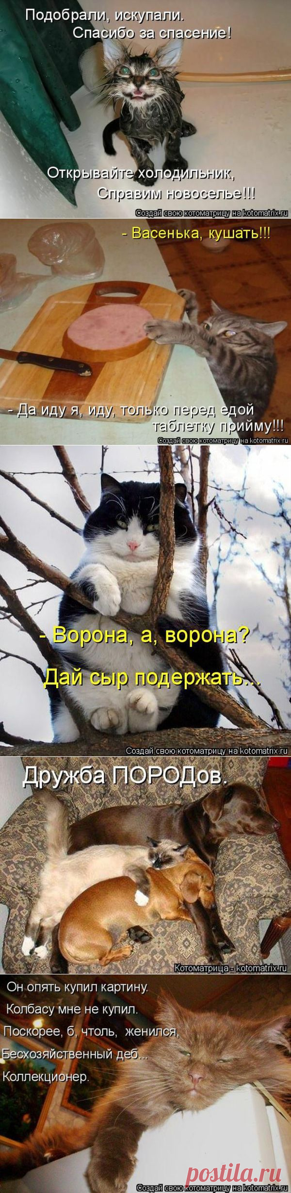 Лучшие котоматрицы недели | Удивительный мир