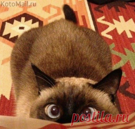 Сейчас кааак цапну! | KotoMail.ru