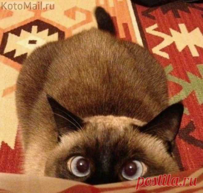 Сейчас кааак цапну! | KotoMail.ru