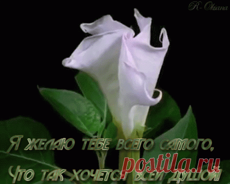 пуловер