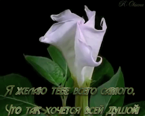 пуловер