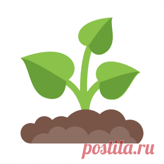 Ежевика садовая