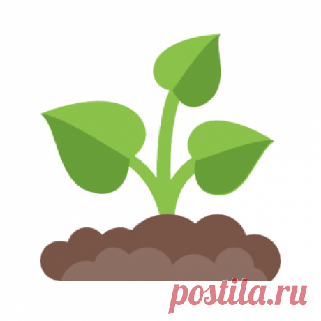 Ежевика садовая