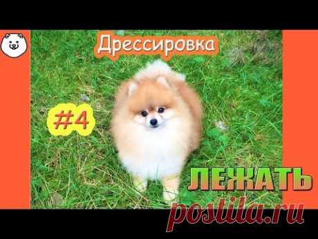 КАК НАУЧИТЬ ЩЕНКА КОМАНДЕ ЛЕЖАТЬ