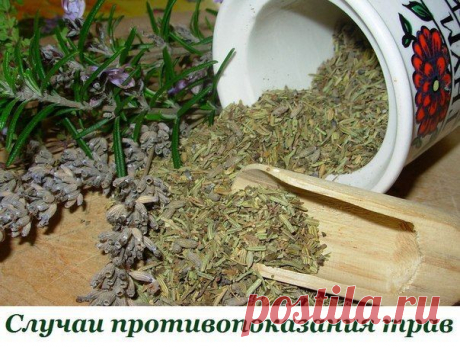 ВАЖНО ЗНАТЬ! СЛУЧАИ ПРОТИВОПОКАЗАНИЯ ТРАВ! Аир болотный – не рекомендуется применять его в терапии, ...