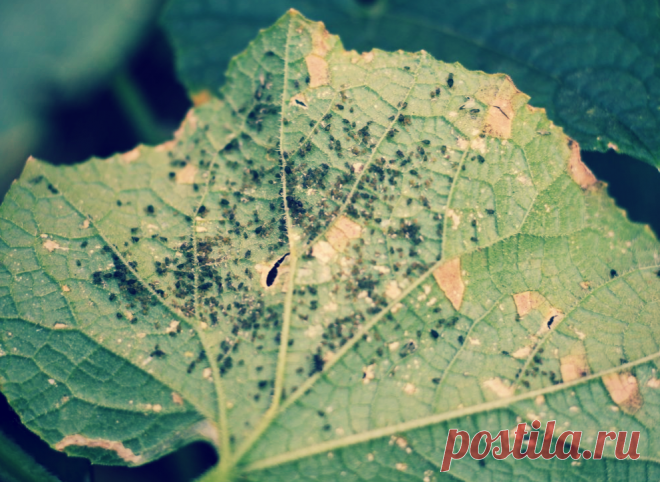 «Вся тля на моих огурцах погибла всего за 3-4 часа!» Друг-агроном дал совет опрыскать их «особым» препаратом | Твоя Дача | Яндекс Дзен