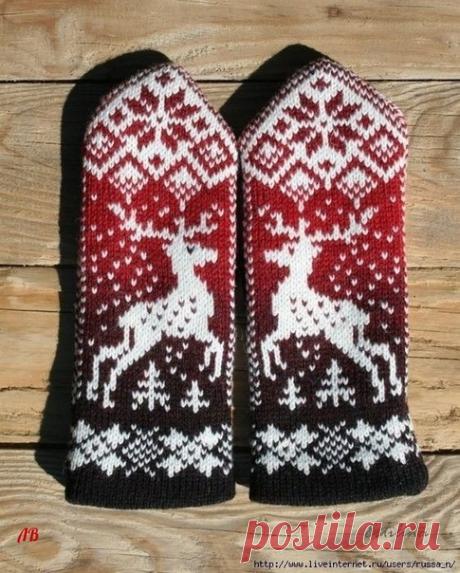 Вяжем новогодние перчатки. Жаккардовые перчатки с оленями.

Описание перчаток :

Левая перчатка: вяжем круговыми рядами. Набираем на спицы пряжей альпака 56 петель, первый ряд вяжем лицевыми петлями, затем выполняем резинку (2х2), провязываем 12 см резинкой, переходим на пряжу натурально белого цвета.

Обращаем внимание! С этого места будут производиться все последующие измерения. Провязываем один ряд ЛП, при этом равномерно убавляем 7 петель = 51 петля. Далее вяжем соглас...