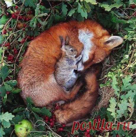 Как мир животных учит нас любить!