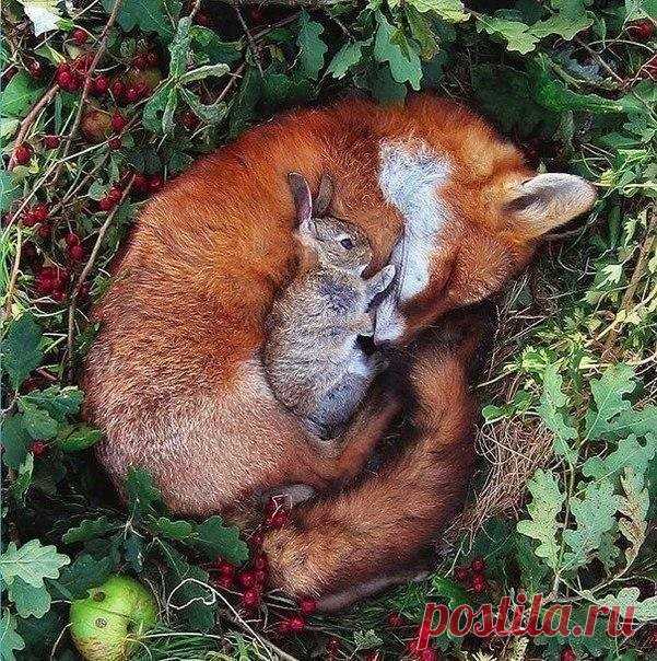 Как мир животных учит нас любить!