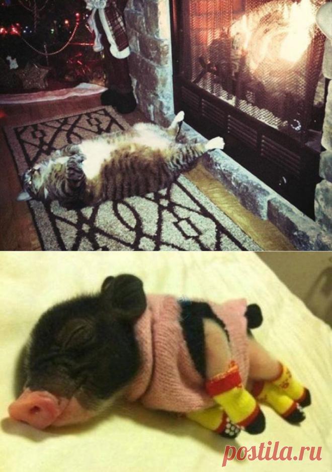 Эти животные знают, как не замерзнуть зимой