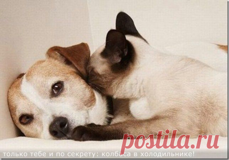 По сусекам, из комментариев ... Разное | Четвероногий юмор