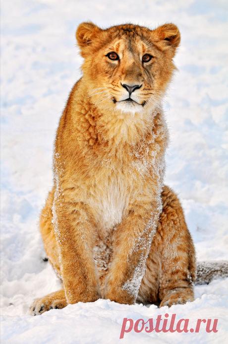 Magical Nature Tour Jeevana posing in the snow by Tambako the Jaguar The title says all! Enjoy the picture!  Taken in the zoo of Zürich. https://flic.kr/p/7CpkCG