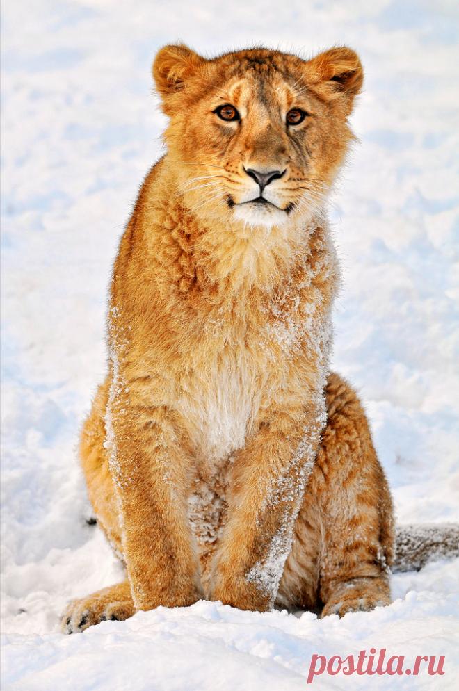 Magical Nature Tour Jeevana posing in the snow by Tambako the Jaguar The title says all! Enjoy the picture!  Taken in the zoo of Zürich. http://flic.kr/p/7CpkCG