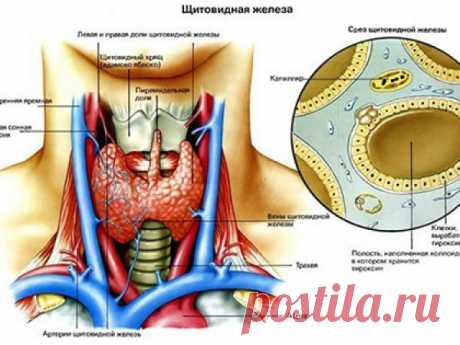 Каша для щитовидной железы: победи проблему и предотврати ее появление! — vkusno.co