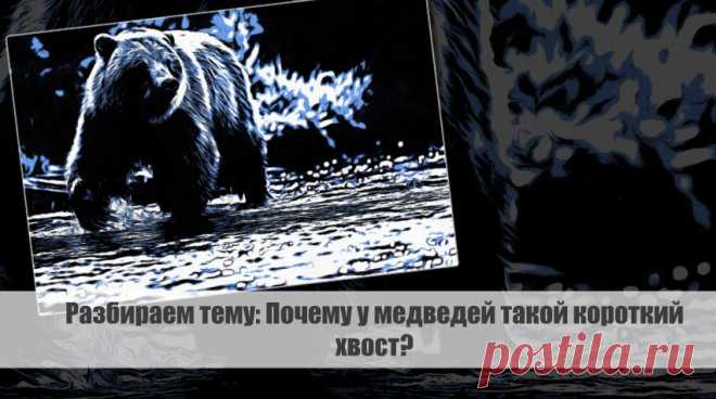 Разбираем тему: Почему у медведей такой короткий хвост? Статья автора «VestiNews. Люди, события, факты» в Дзене ✍: Медведи – одни из самых известных и узнаваемых существ в животном мире.