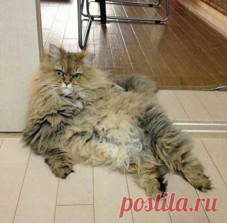Смешные и забавные кошки