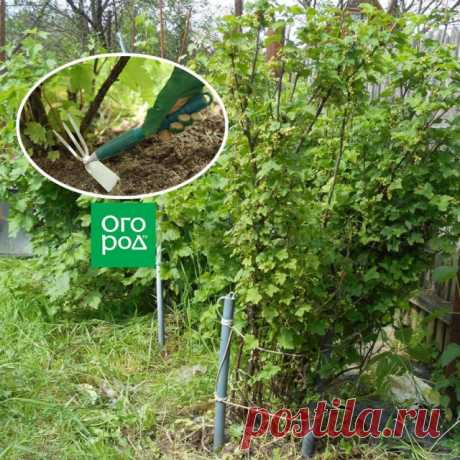 Уход за смородиной после сбора урожая: чем подкормить, как правильно обрезать