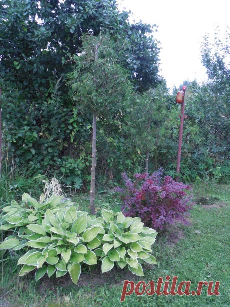 Соседи 2 года удивлялись, зачем я туи оболванила. Теперь хотят так же | Поехали на дачу? | Яндекс Дзен