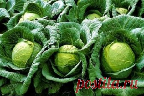 ЧТОБЫ КАПУСТА РОСЛА КРЕПКОЙ И ЗДОРОВОЙ