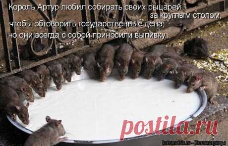 Круглый стол (котоматрица)