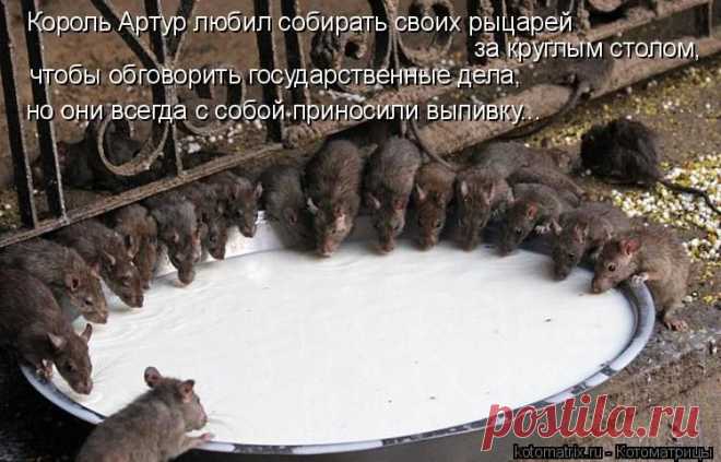 Круглый стол (котоматрица)