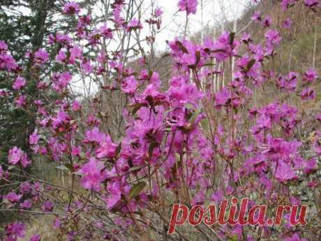 (43) Одноклассники