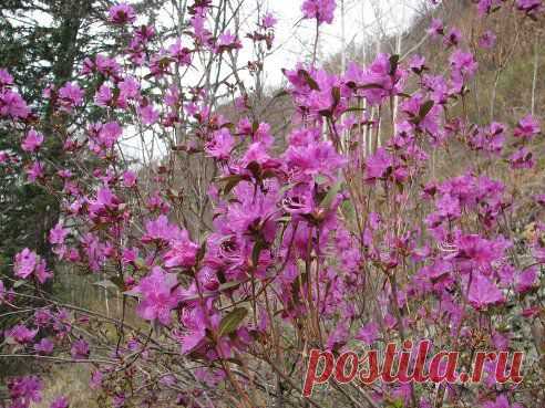 (43) Одноклассники