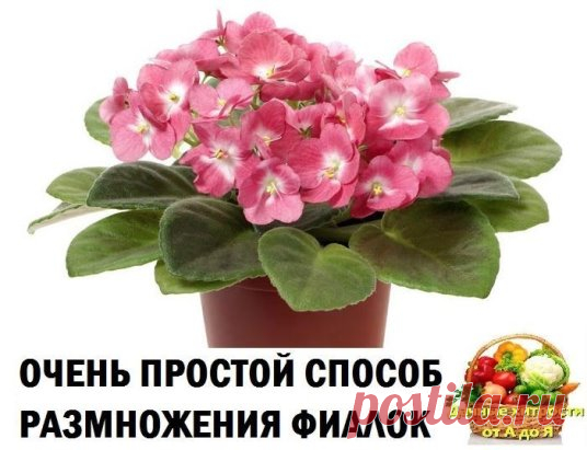 (2) Одноклассники