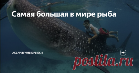 Самая большая в мире рыба В подводном мире обитает множество различных существ, от мелко планктона до огромных акул.
И если спросить кого-нибудь на улице какая самая большая в мире рыба, многие ответят синий кит. Да действительно это самое громадное существо нам нашей планете, может достигать 150 тонн веса и 33 м. длины.