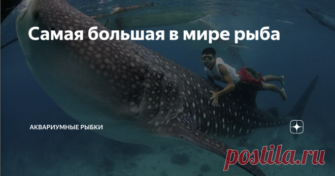 Самая большая в мире рыба В подводном мире обитает множество различных существ, от мелко планктона до огромных акул.
И если спросить кого-нибудь на улице какая самая большая в мире рыба, многие ответят синий кит. Да действительно это самое громадное существо нам нашей планете, может достигать 150 тонн веса и 33 м. длины.