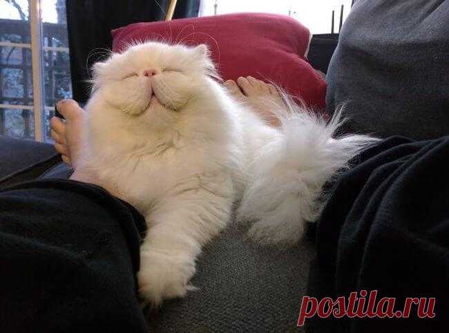 Мимишные котики с улыбкой;))