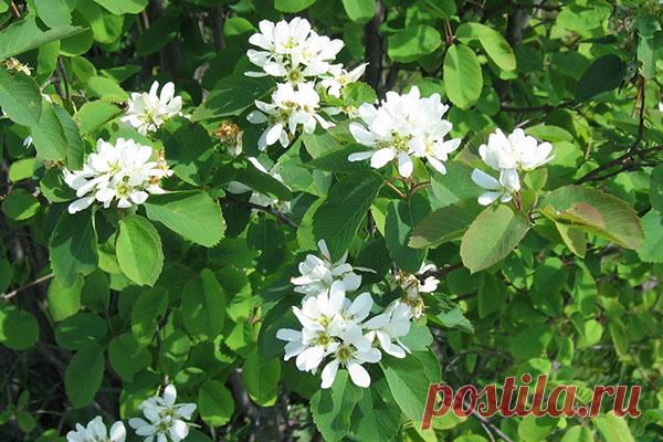 Симпатичный кустарник с полезными для здоровья ягодами — ирга