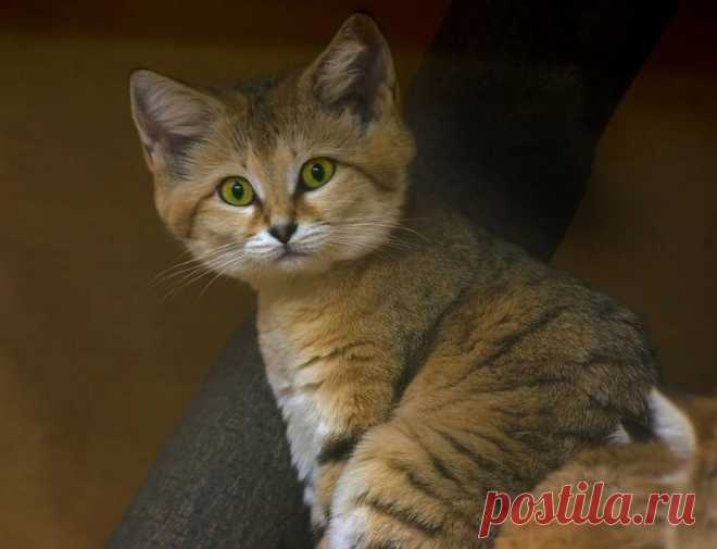 Необыкновенные кошки в дикой природе