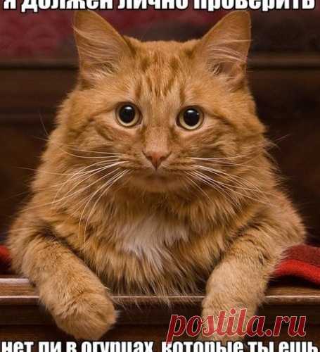 Уфф!!! Ну наконец-то! Котоматрицы великолепные, каждая с улыбкой и хорошим настроением!