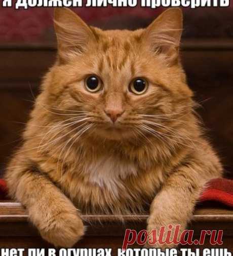 Уфф!!! Ну наконец-то! Котоматрицы великолепные, каждая с улыбкой и хорошим настроением!