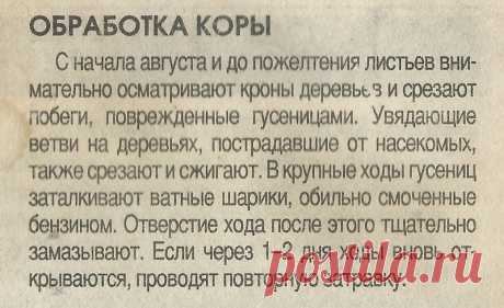 Обработка коры деревьев осенью