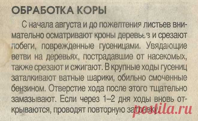 Обработка коры деревьев осенью