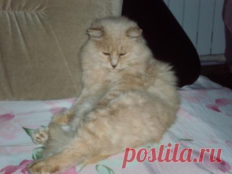 Мой задумчивый кот