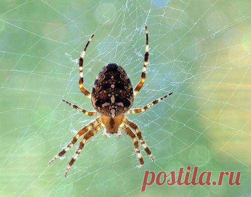 Что делать, если в доме завелись пауки?