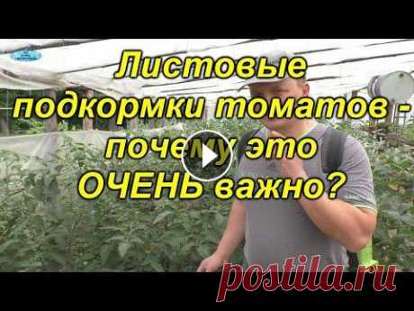 Листовая подкормка томатов. Быстрое и эффективное влияние на растения. Важный элемент хорошего развития растений и получения повышенных урожаев - листовые подкормки. Они позволяют быстро исправить ситуацию в случае неправ...