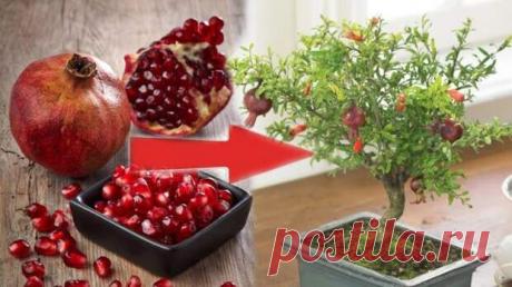 Доступный для всех и простой способ вырастить гранат дома - Квартира, дом, дача - медиаплатформа МирТесен Вырастить гранат из косточки — это очень просто и доступно абсолютно каждому! Просто купите спелый плод граната и следуйте несложным действиям, указанным ниже. Из граната достать несколько семечек (10-15 шт будет более чем достаточно). Замочить их в воде на ночь. Раздавить оболочку, ополоснуть.
