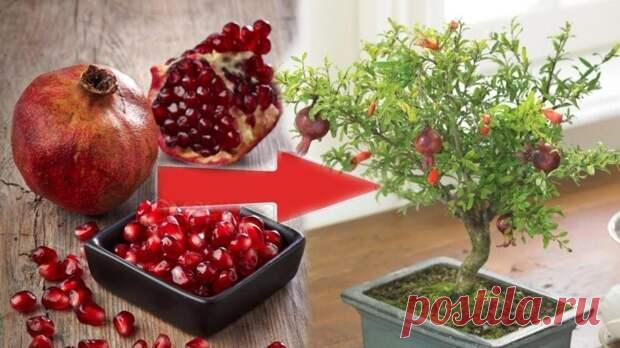 Доступный для всех и простой способ вырастить гранат дома - Квартира, дом, дача - медиаплатформа МирТесен Вырастить гранат из косточки — это очень просто и доступно абсолютно каждому! Просто купите спелый плод граната и следуйте несложным действиям, указанным ниже. Из граната достать несколько семечек (10-15 шт будет более чем достаточно). Замочить их в воде на ночь. Раздавить оболочку, ополоснуть.